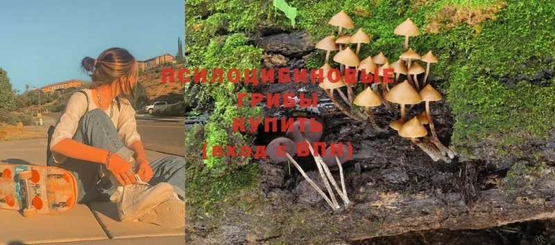 Псилоцибиновые грибы MAGIC MUSHROOMS  магазин продажи наркотиков  Дедовск 